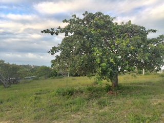 Terreno em Tabatinga no Conde, medindo 15 x 30m²